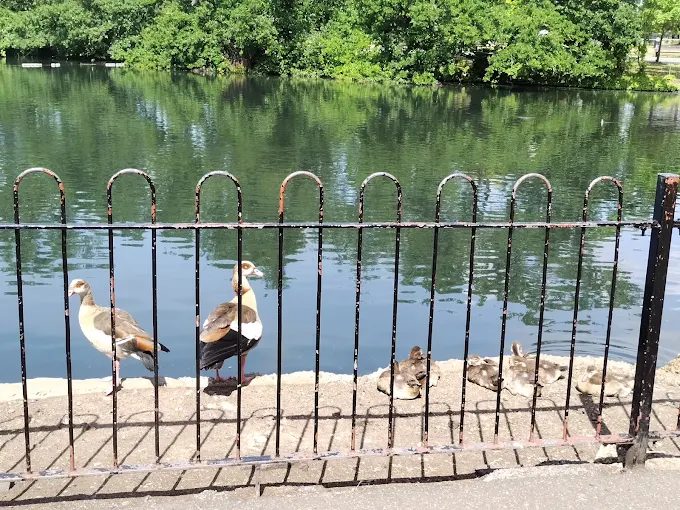Geese and goslings resting on the lake's edge