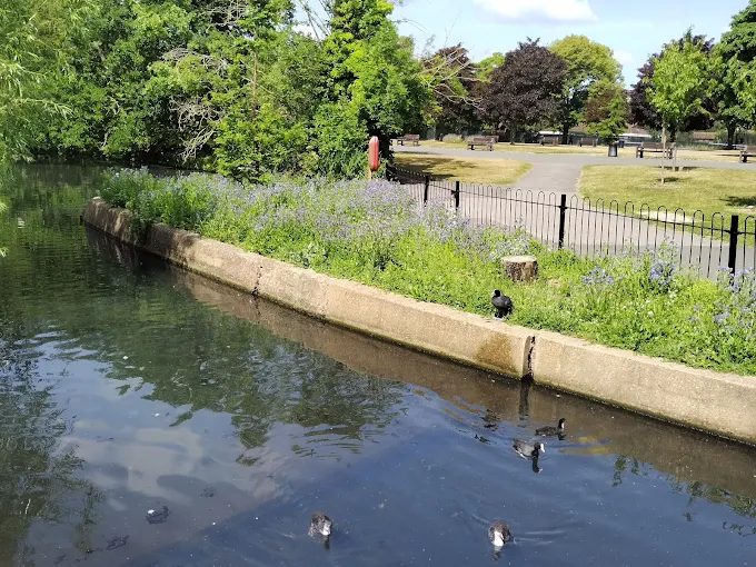 Ducks along the lake edge with the park path behind